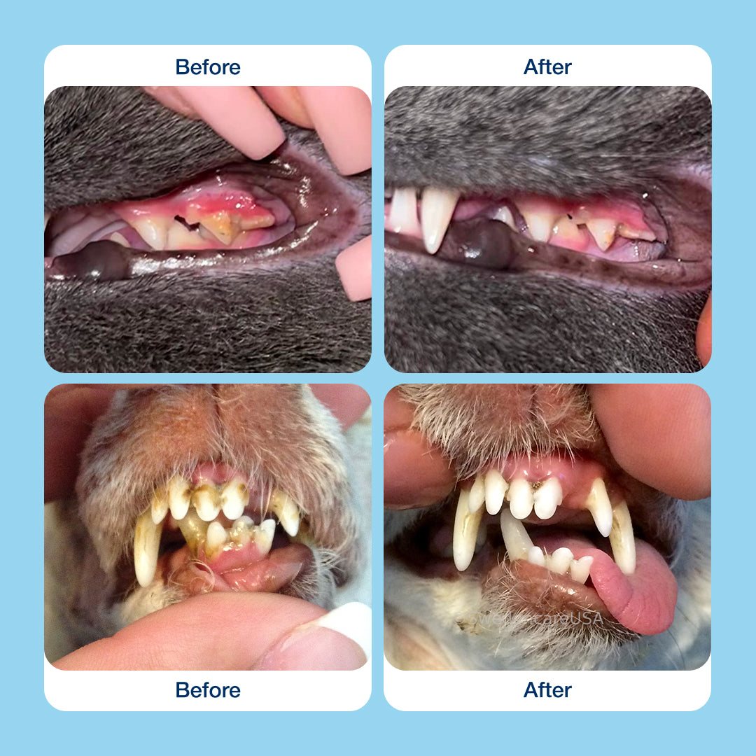 Pawthology Dog teeth cleaning powder